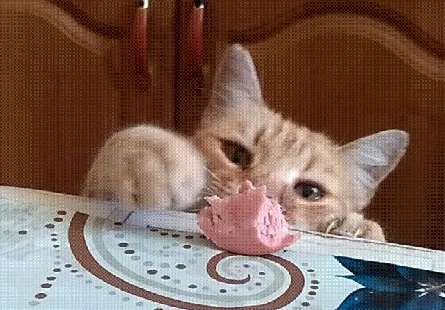 Котик для умиления в конце)