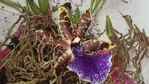 Как легко разделить Зигопеталум пятнистый (Zygopetalum maculatum). Море корней. Как правильно посадить.