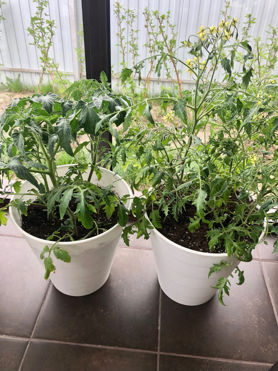 Томаты в вазонах 