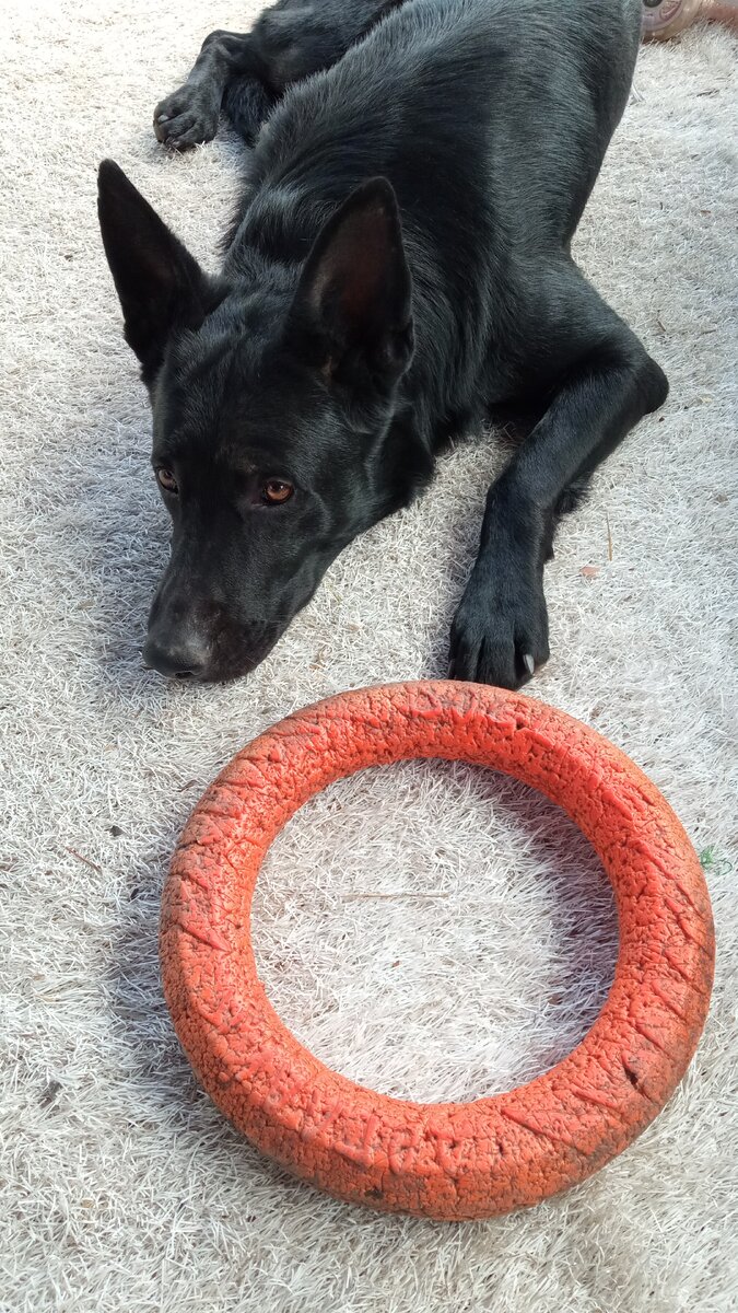 Дайте вексняшку , а то есть не буду (архив автора) 