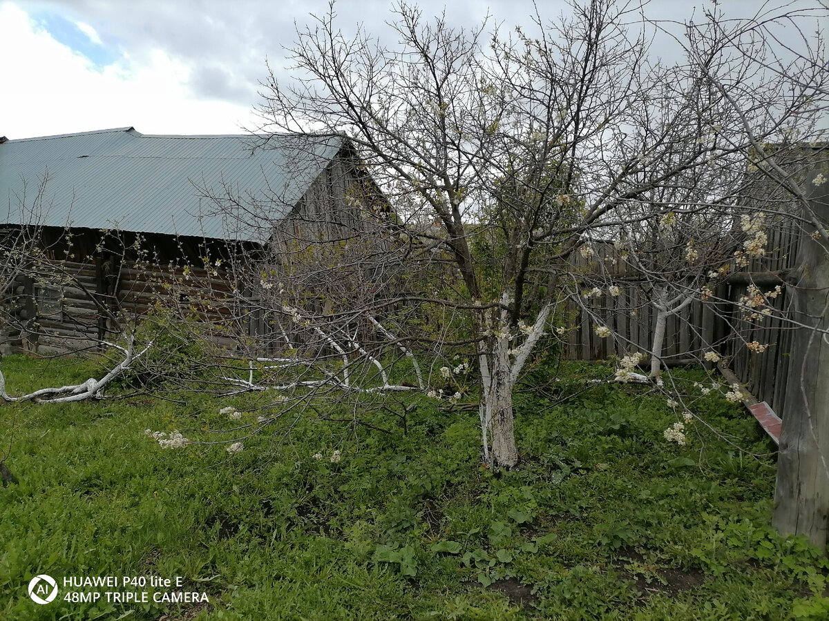 Слива, яблони- урожай в прошлом году был хороший.