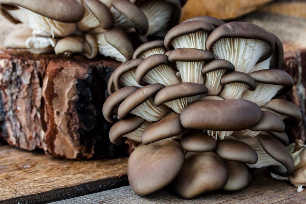 Вёшенка устричная (Pleurotus ostreatus). Вешенка НК 35. Вешенка абалоне. Штамм вешенки м5. Вешанки или вешенки