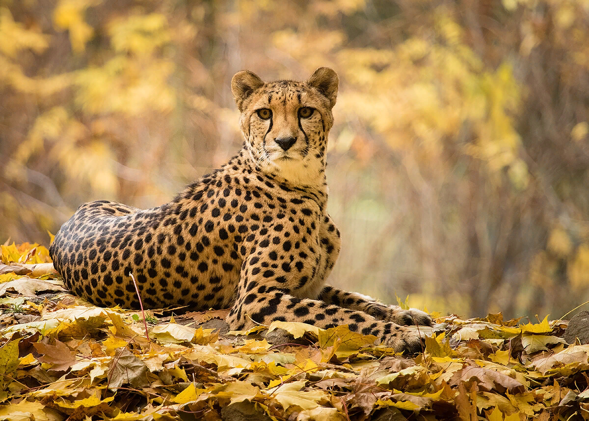 Cheetah wallpaper, Cheetah pictures, Animals wild