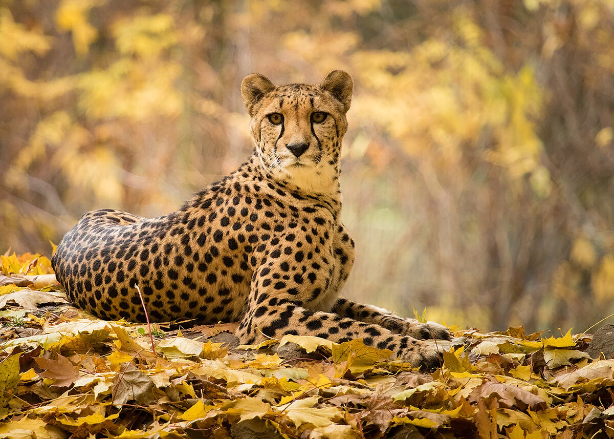 Gepard. Сахарский гепард. Южноафриканский гепард. Cheetah (гепард). Жёлтый гепард.