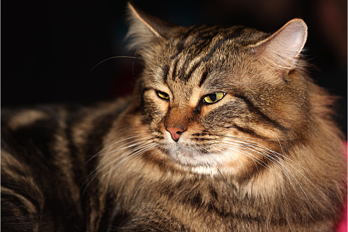 5 «разговорчивых» и эмоциональных пород кошек, которые обожают мяукать