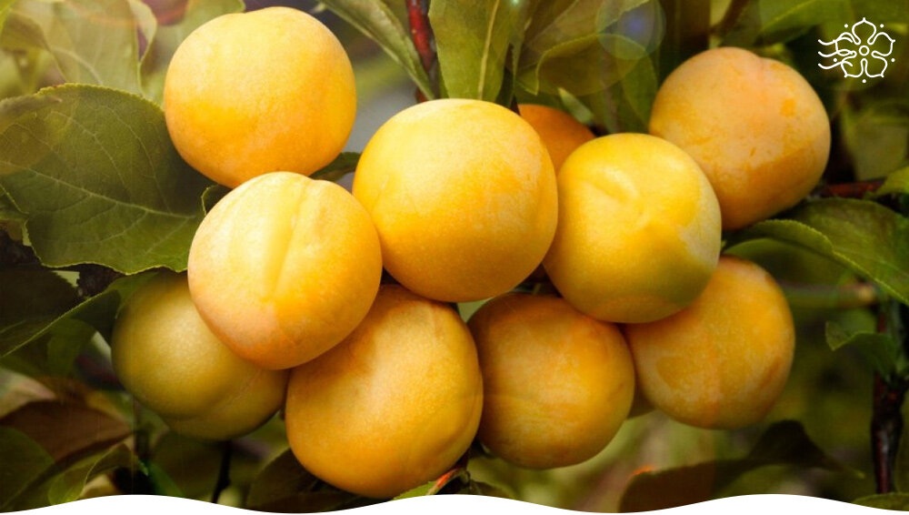 Вкуснейшие сорта желтой сливы | НПО «Сады России» — когда сад в ...