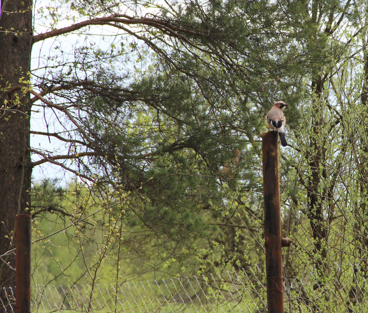 Почти поймали в кадр