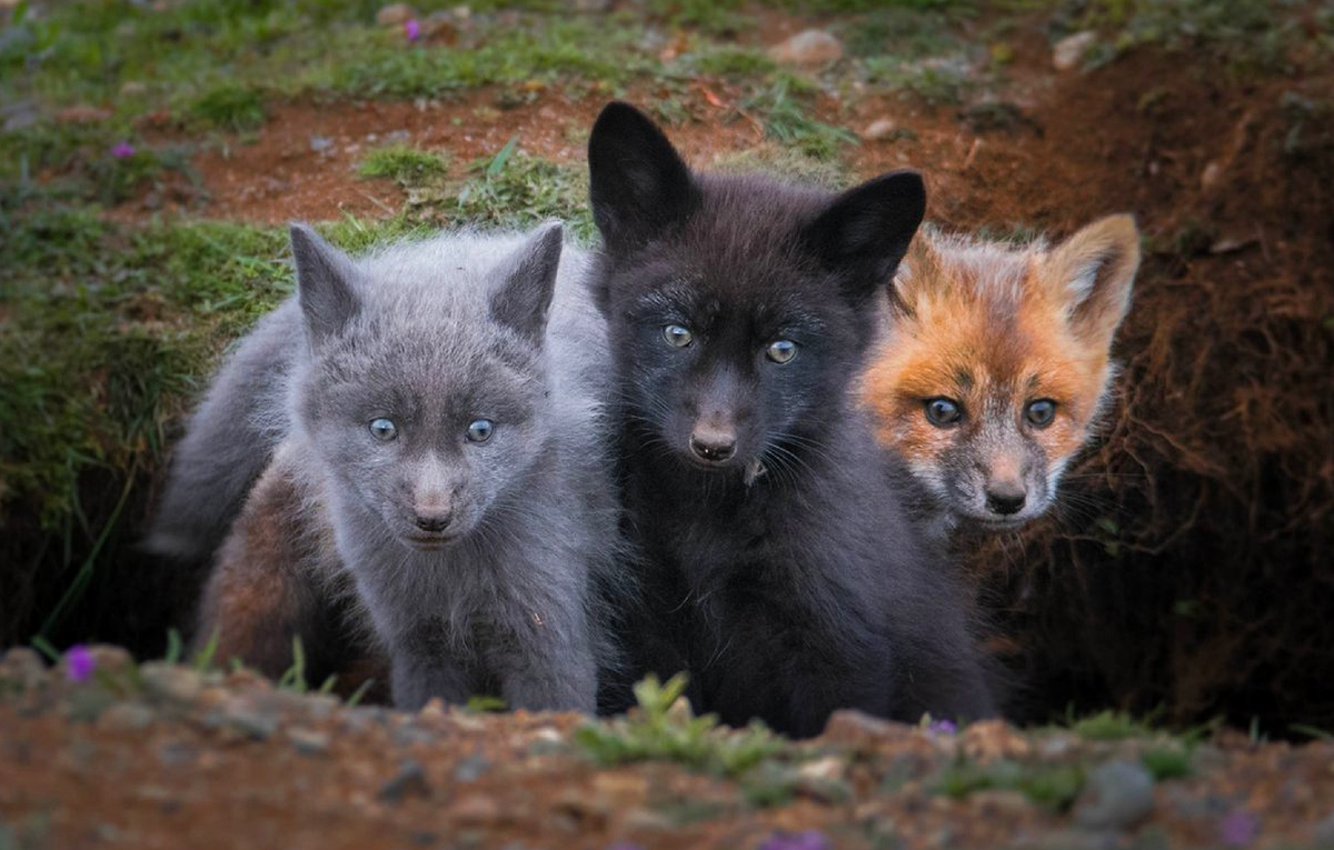Как выглядит черная лиса Wallpaper : wildlife, fauna, dog like mammal, red fox, snout, terrestrial animal