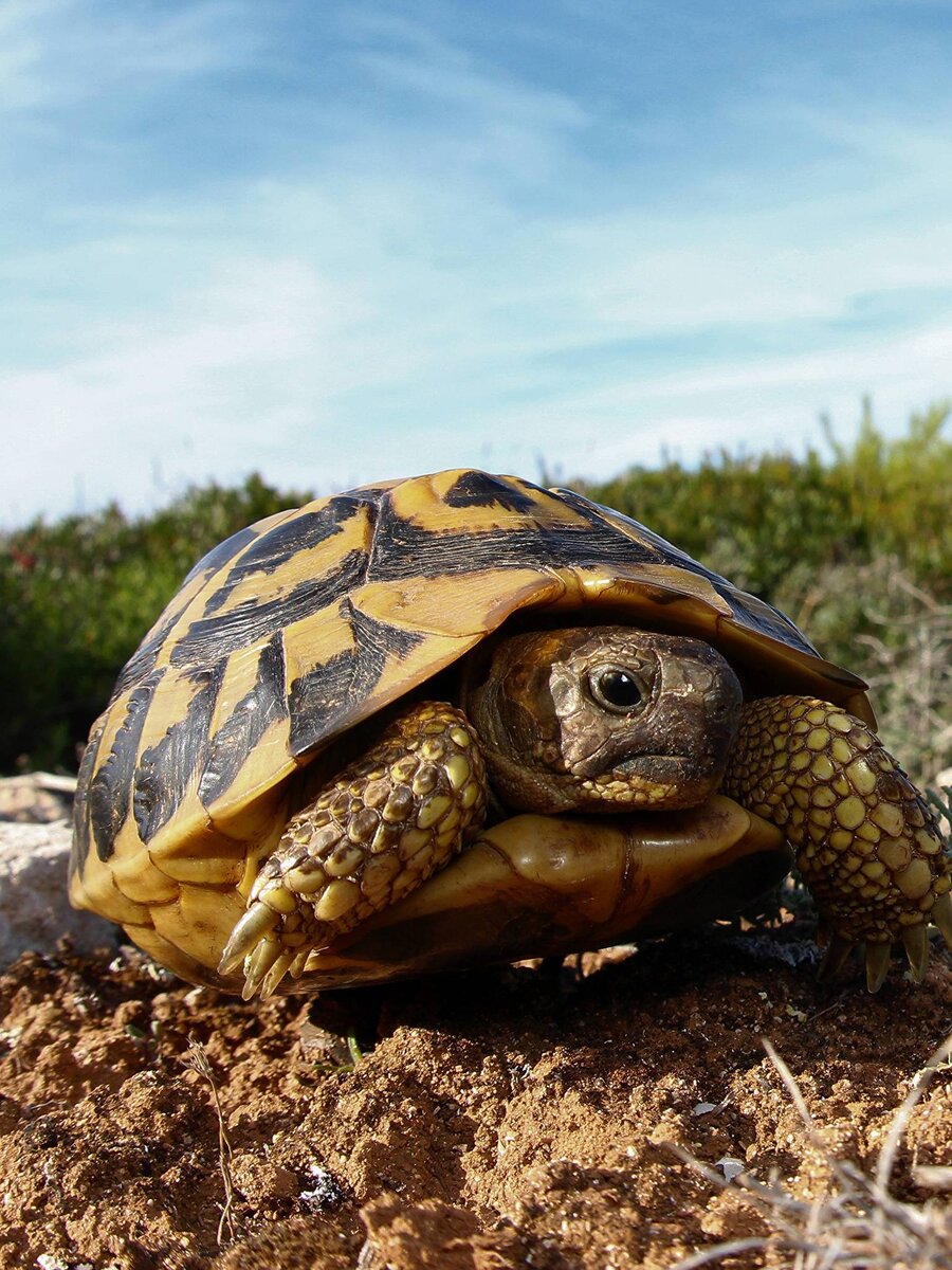 Среда обитания черепах: где живут морские и сухопутные черепахи в дикой природе