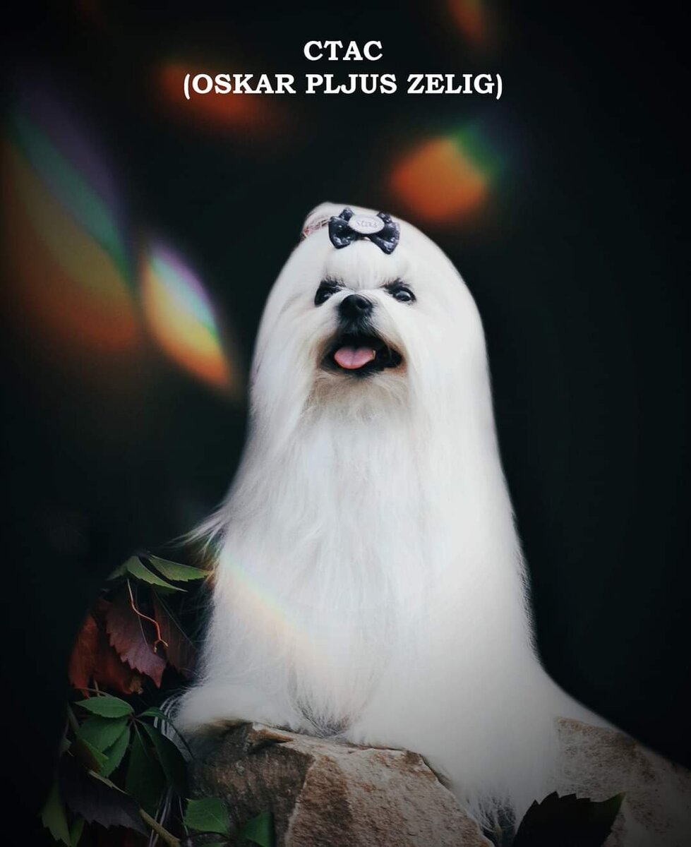 Стас (вл.Горбацевич Е.). Папа Зефирки и Зэллы.