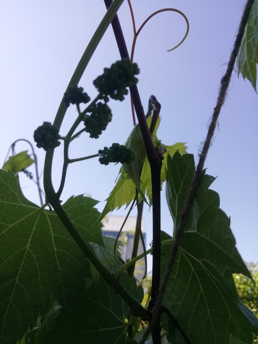 Виноград подрезаю, чтобы выросли крупные и сладкие гроздья. 