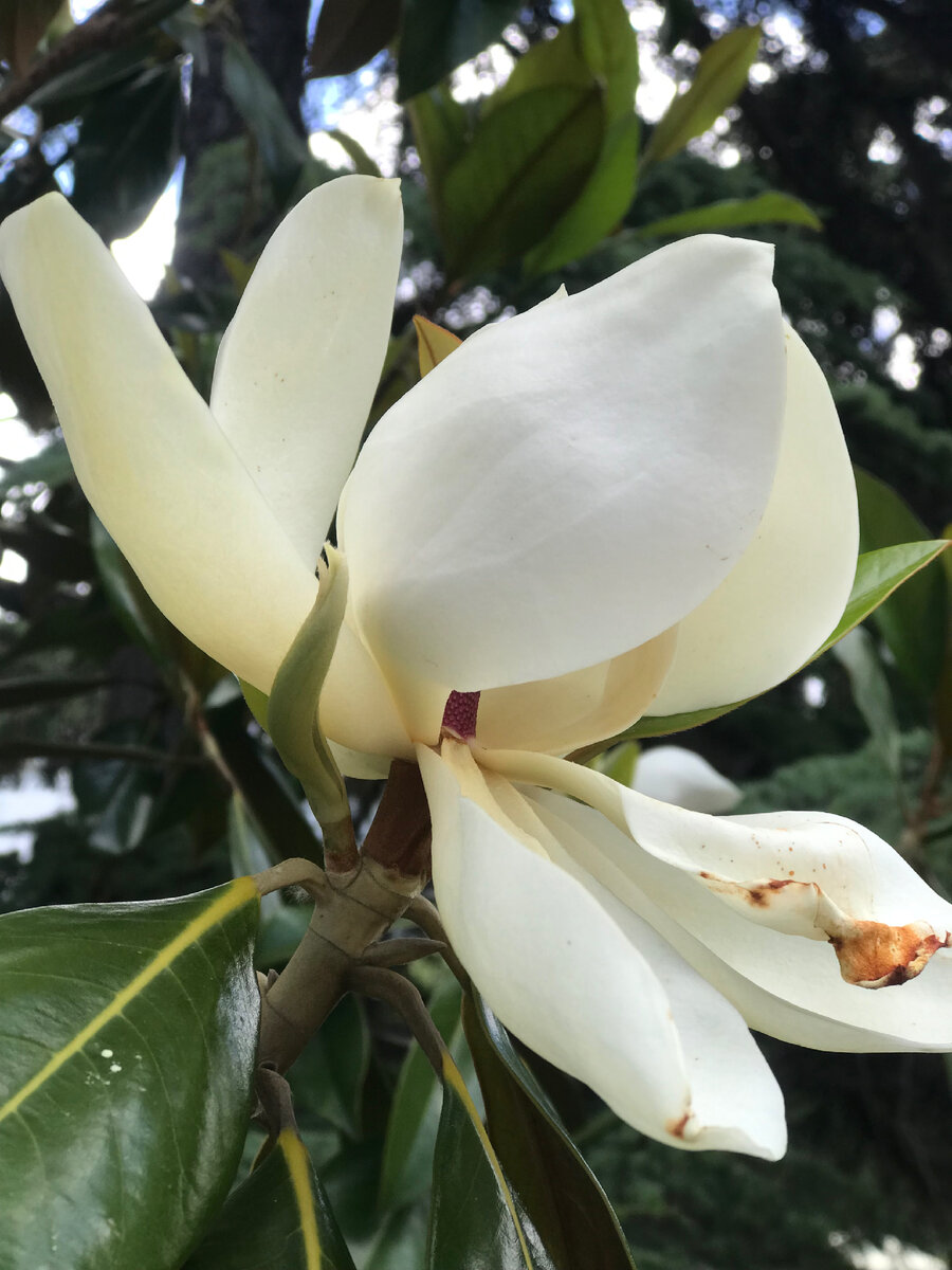 На бульваре росли очень красивые деревья- магнолии, вот кстати как они цветут.🌸🌸🌸