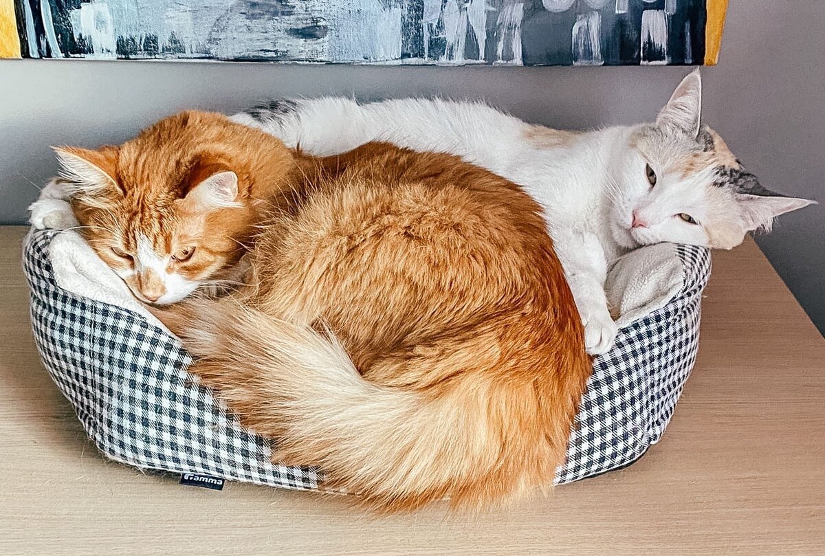 собака ухаживает за маленькой кошкой в реальной жизни. кот и котенок в одной квартире подружить. маленький котёнок и взрослые коты. как познакомить кошку с котом. как подружи ь собаку с котом.