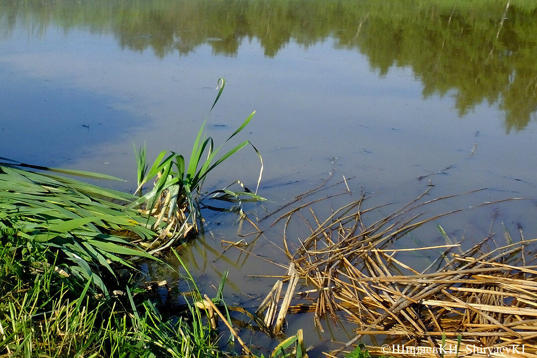 Принцип присады одинаков – присада-плавающая. На снимке слева присада из листьев рогоза или тростника. Справа – присада из прошлогодних стеблей тростника. Правую присаду обновлять не надо. А левая присада приманивает птиц возможностью найти еду. На свежий сок листьев рогоза быстро слетаются насекомые.
