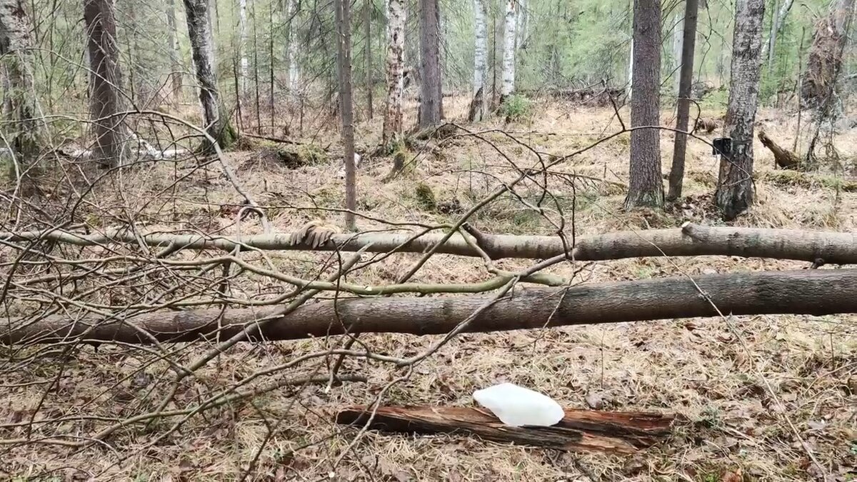 Солонец браконьеров? На что эт похоже??