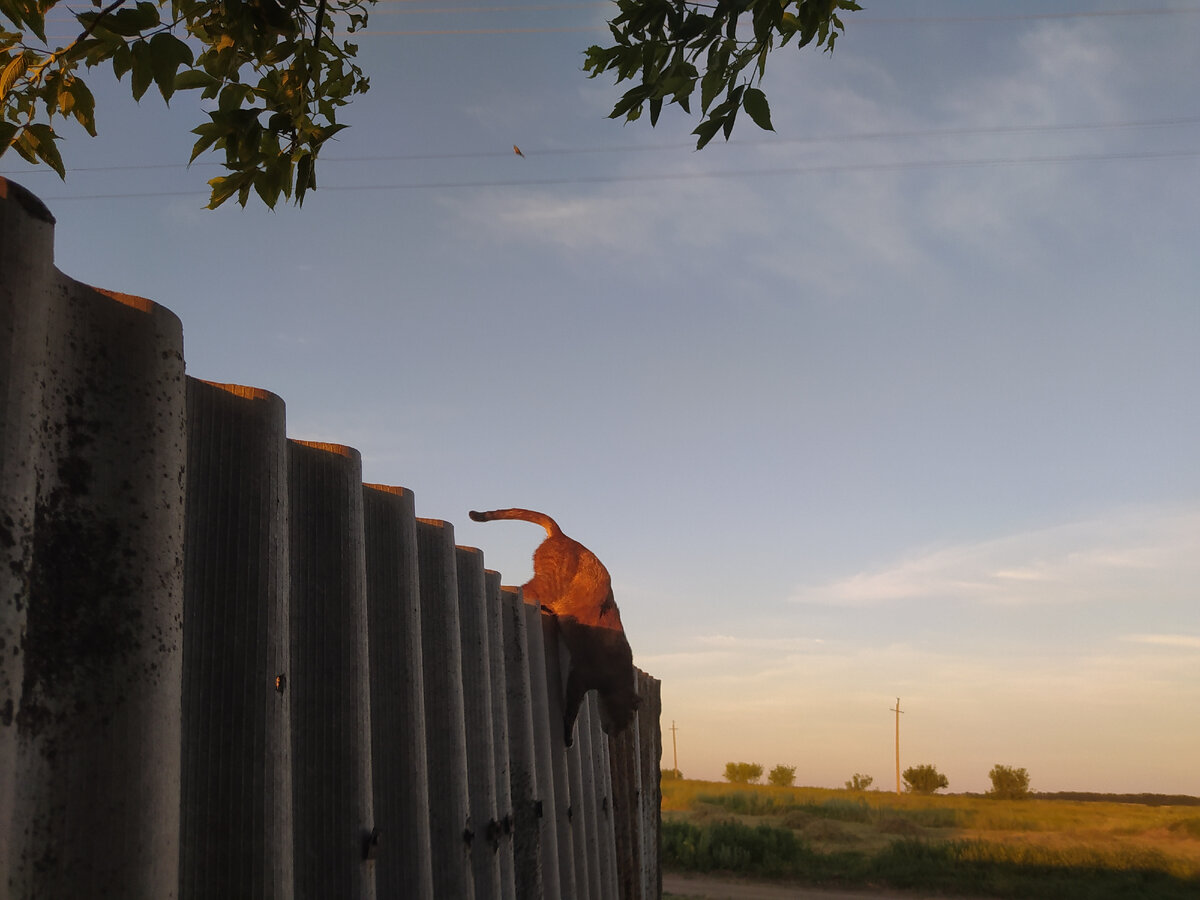 Мурка-акробат. Фото автора