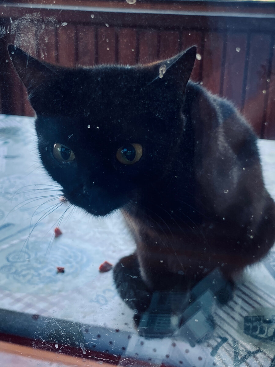 Это Лупик. Извиняюсь за грязные окна, их я еще не успела помыть.