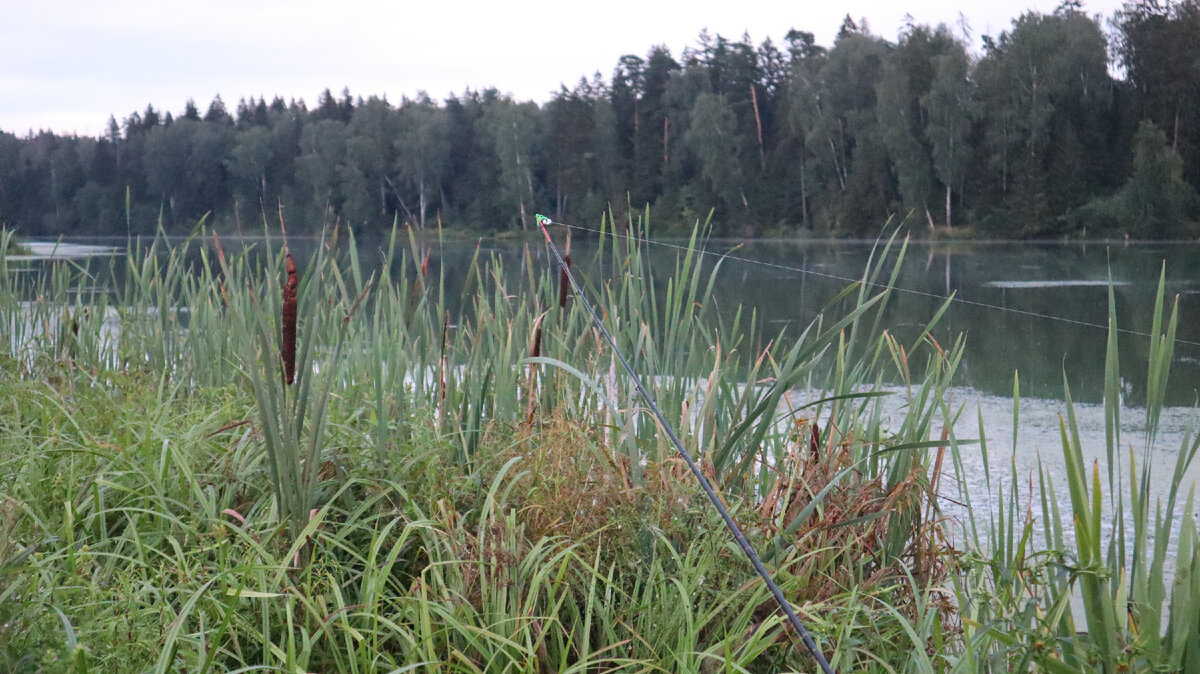 Пруд с виду оказался действительно карасиным...