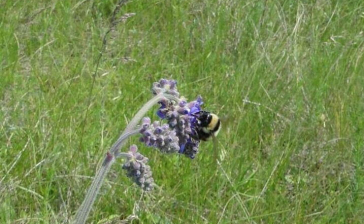    В Курской области нашли сурка, хоря и шмеля армянского