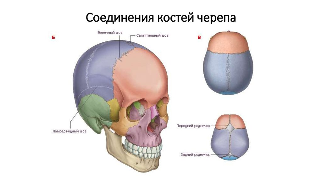 Кости и швы черепа