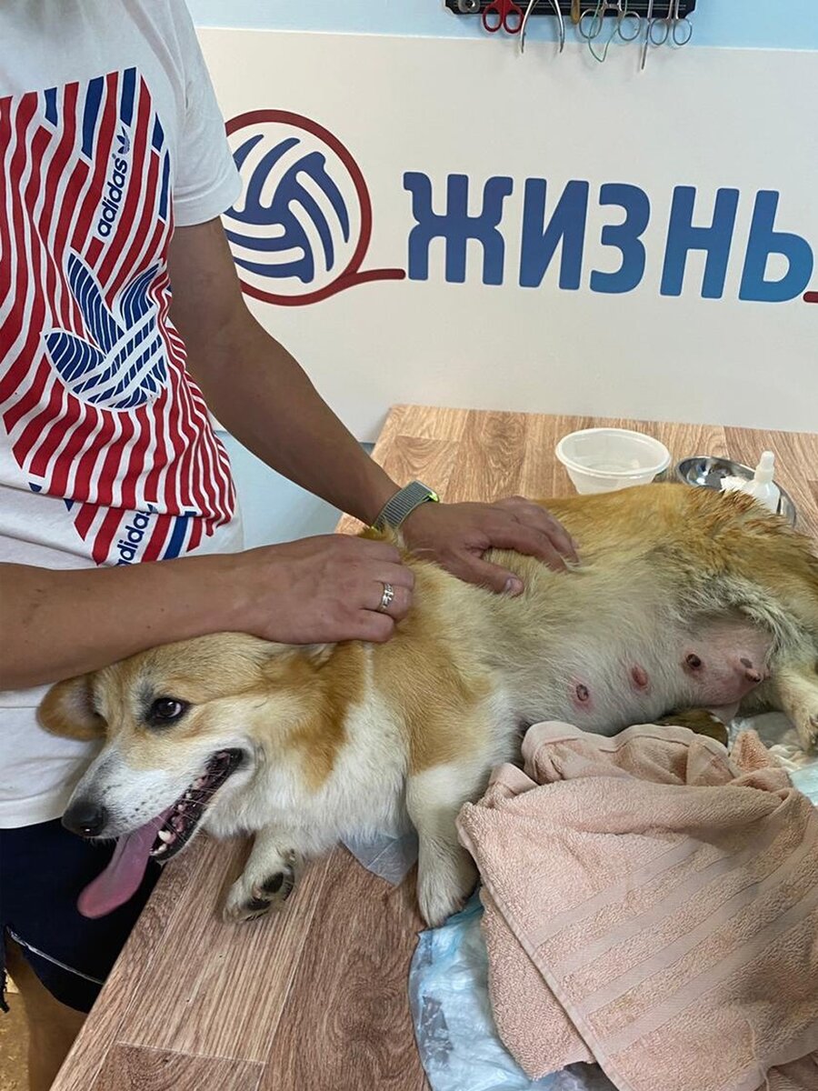 Вельш-корги-кардиган Молли 