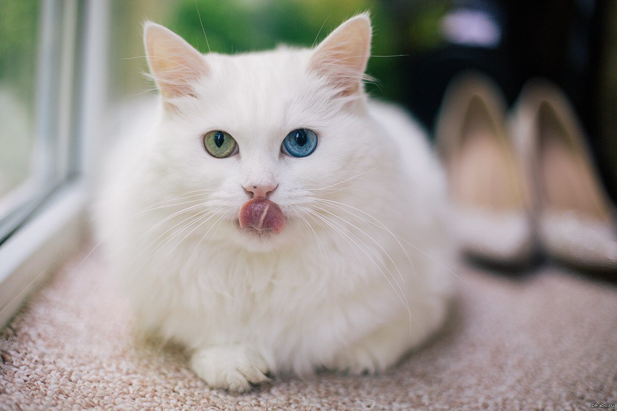 Принесли на обследование кота удивительной красоты. Совершенно белый, пушистый, как облако, разноцветные глаза - один голубой, другой зеленый. И совершенно глухой.-1-3