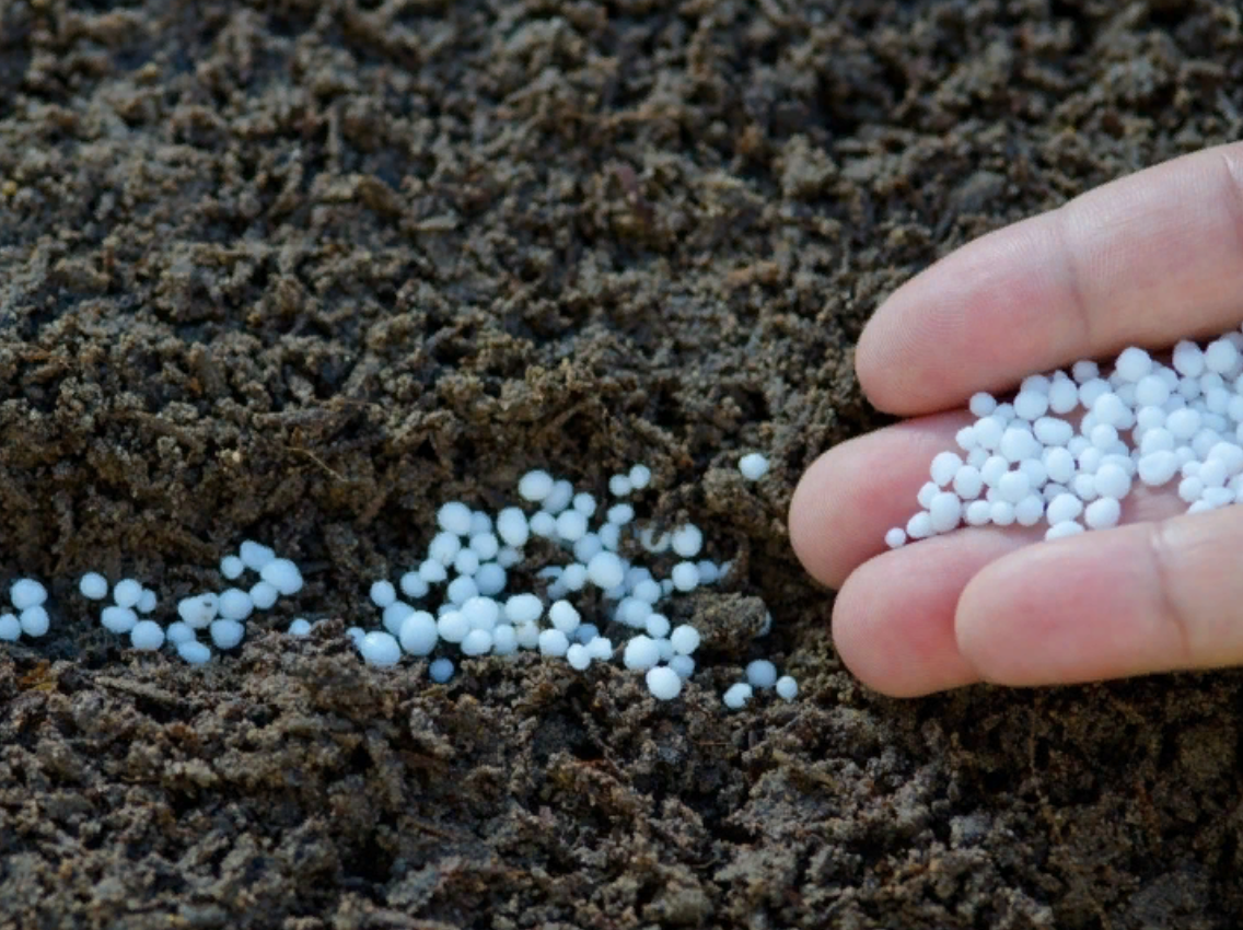 Калийные удобрения вносятся во второй половине лета (источник фото: stroy-podskazka.ru)