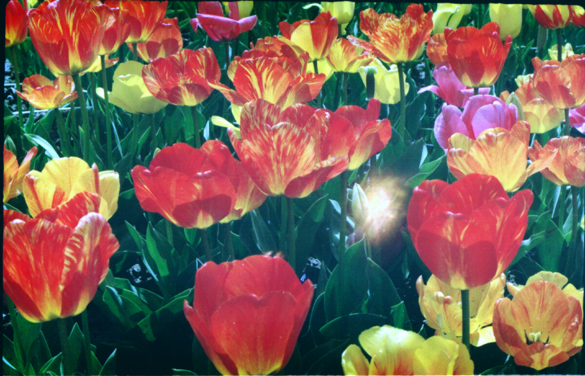 Парад тюльпанов в Никитском ботаническом саду фото @трешхантер