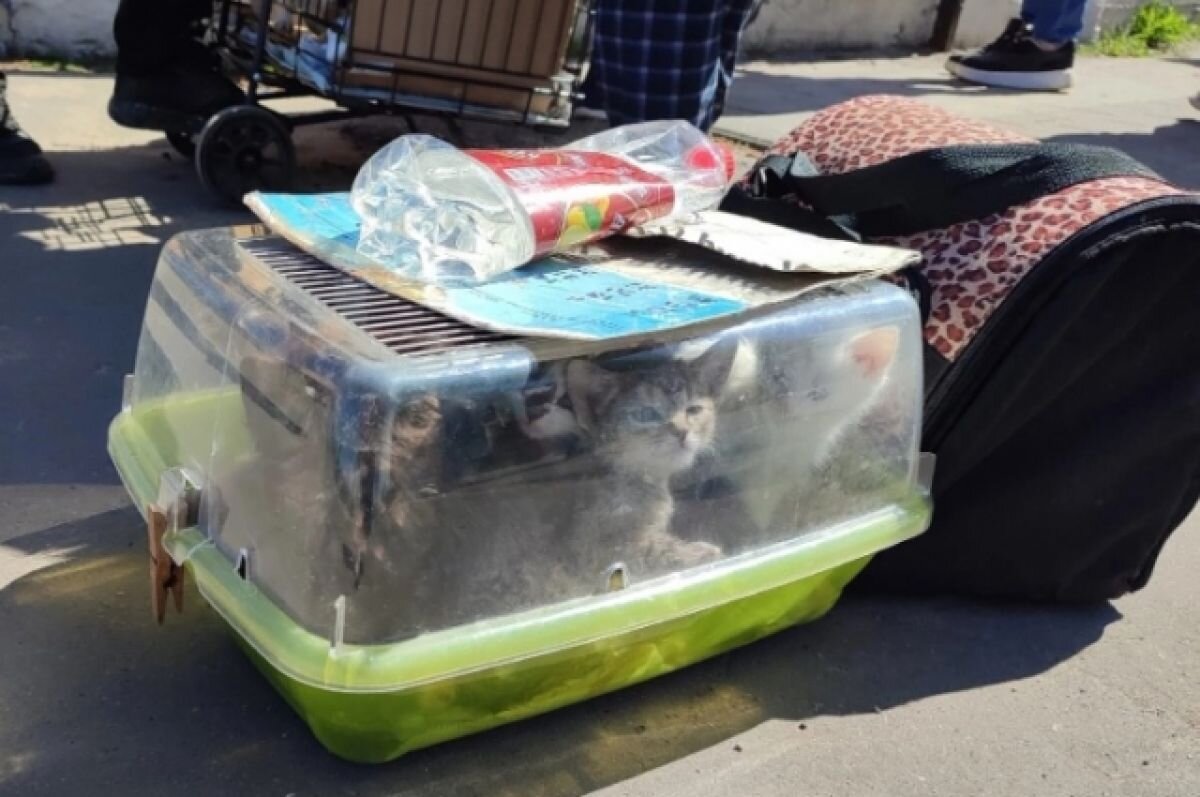    Тверские зоозащитники борются с теми, кто массово продаёт котят в коробках