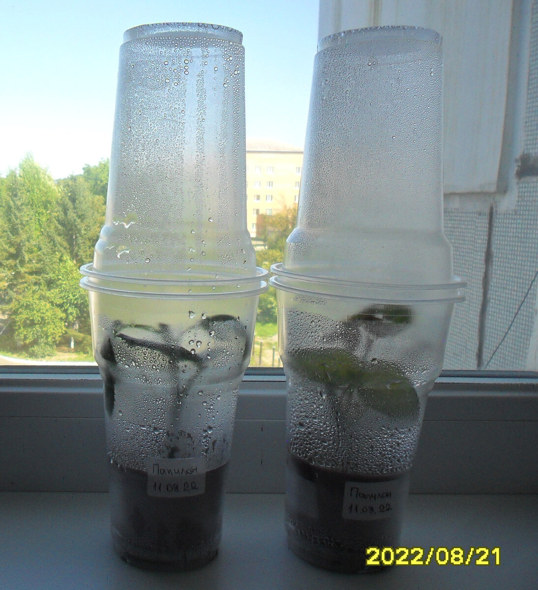 Два черенка розы Папилон в своеобразном парнике