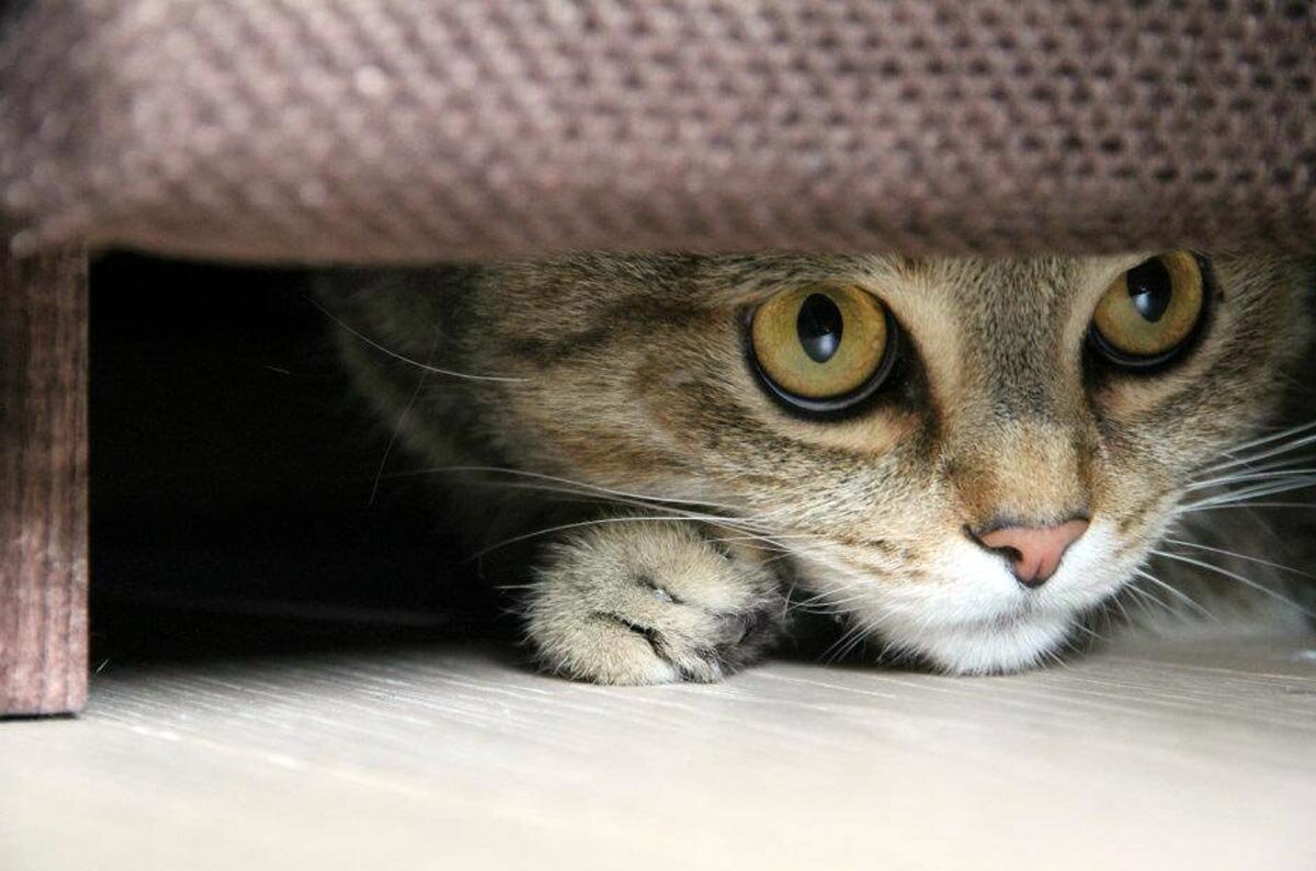 Кот спрятался рисунок