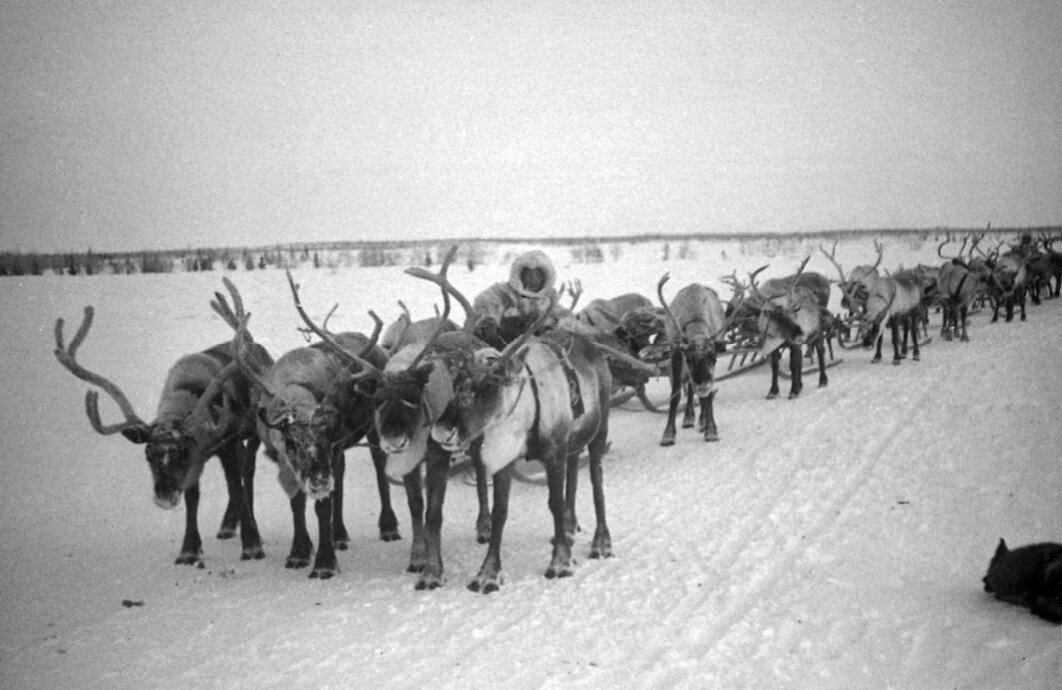 Северный олень вов. Ямал в годы Великой Отечественной войны. Ямал в годы Великой Отечественной войны оленеводство. Ямальцы в годы Великой Отечественной войны. Оленеводы Ямала 1940-е годы.