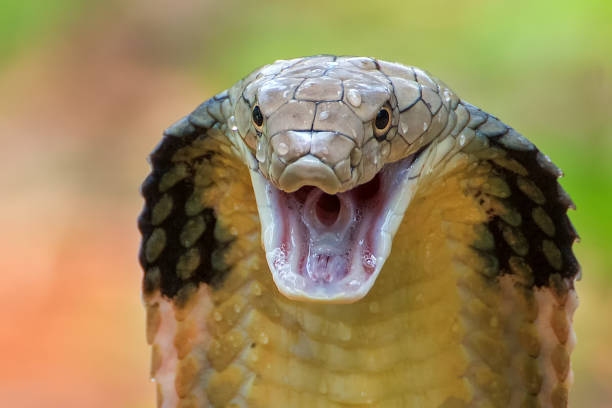 королевская кобра ядовитые змеи