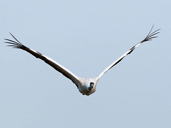     Размах крыльев серого журавля — 2 метра. Это величественное зрелище — видеть близко его полет. Фото автора.