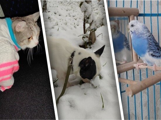     Фото читателей "МК в Новосибирске"