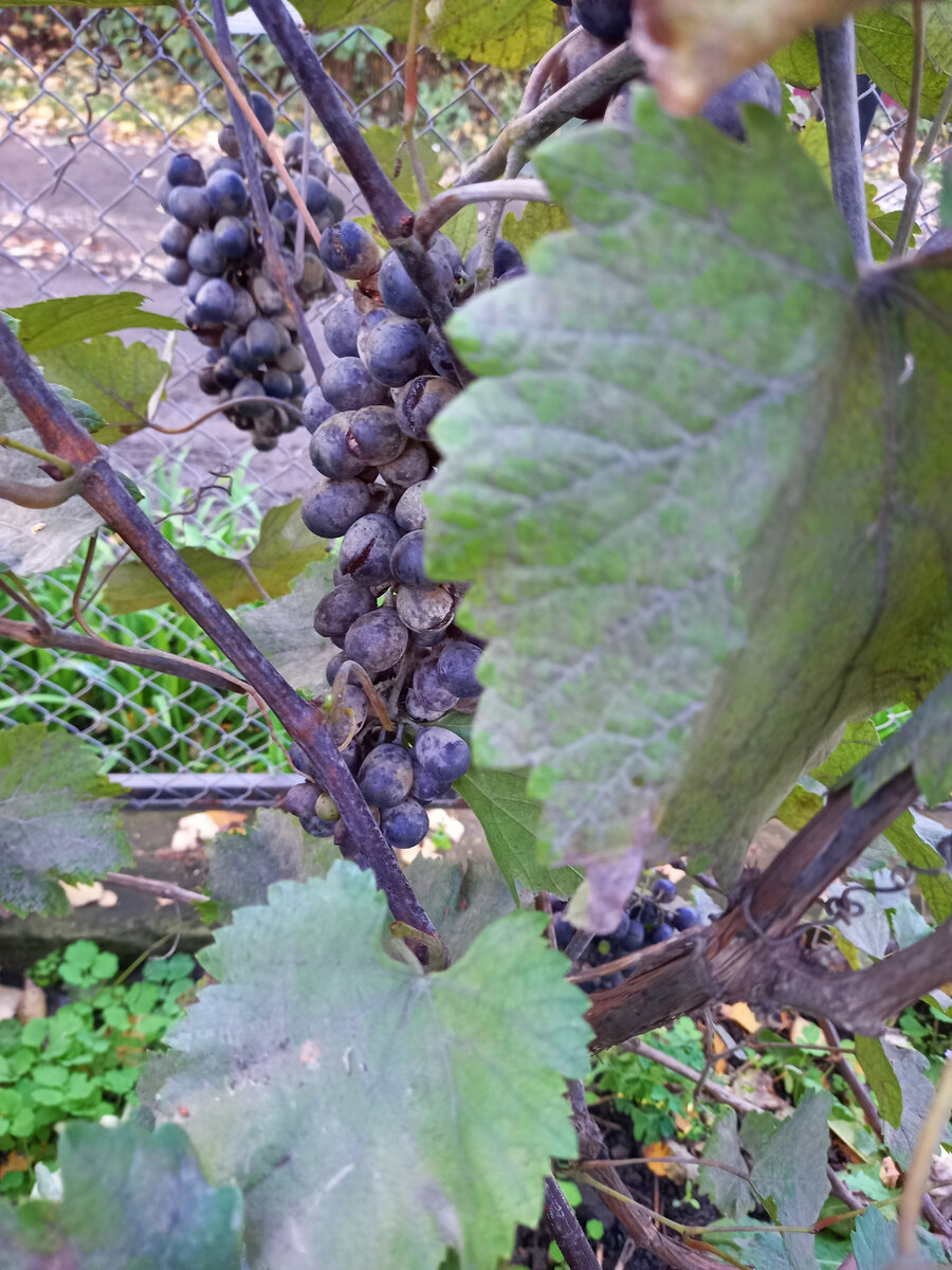 Шахтер завязался и налился в итоге, но заболел