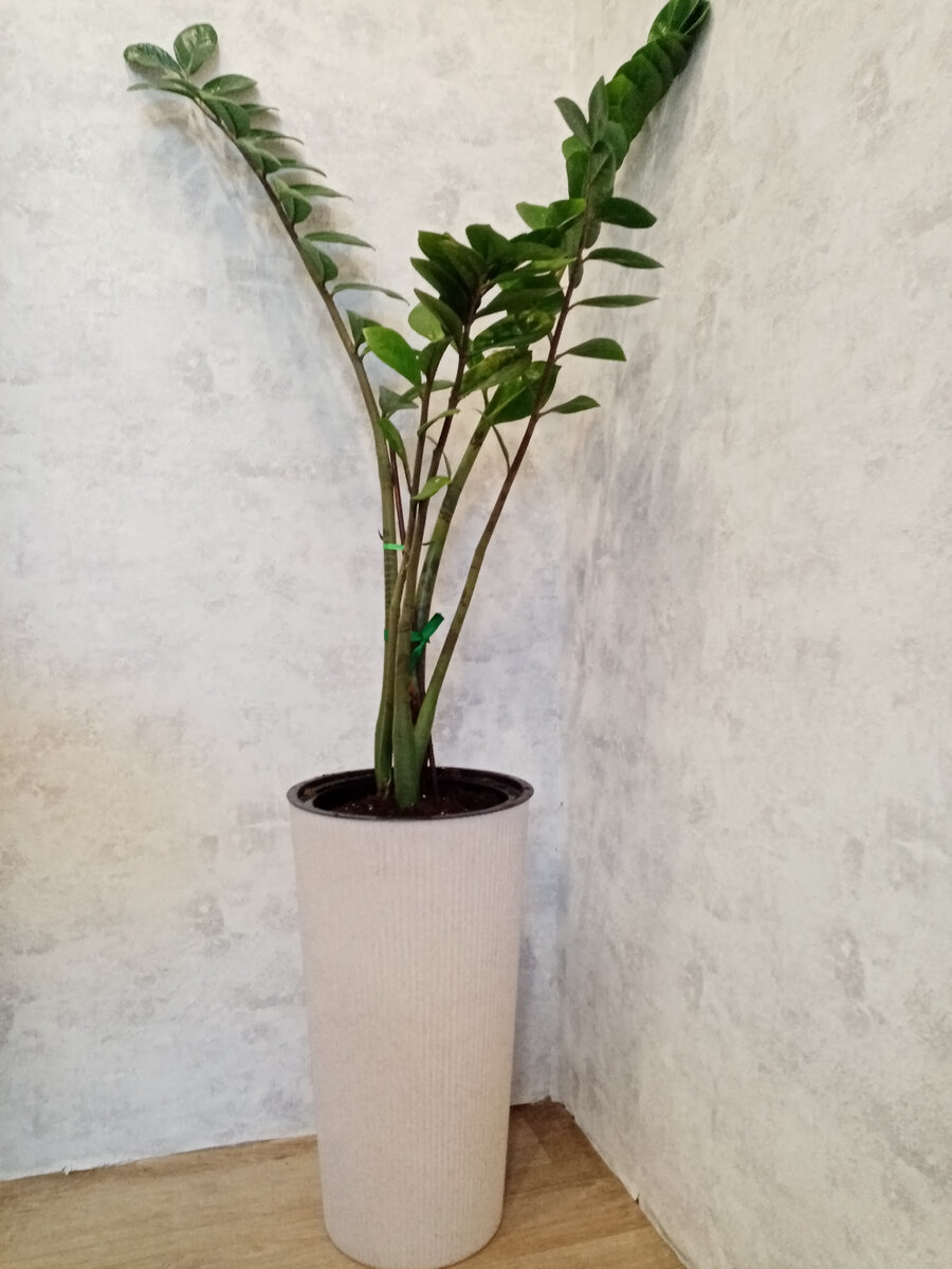 На этот горшок я иногда псыкаю, путаю с уличным столбом. Получаю за это... 