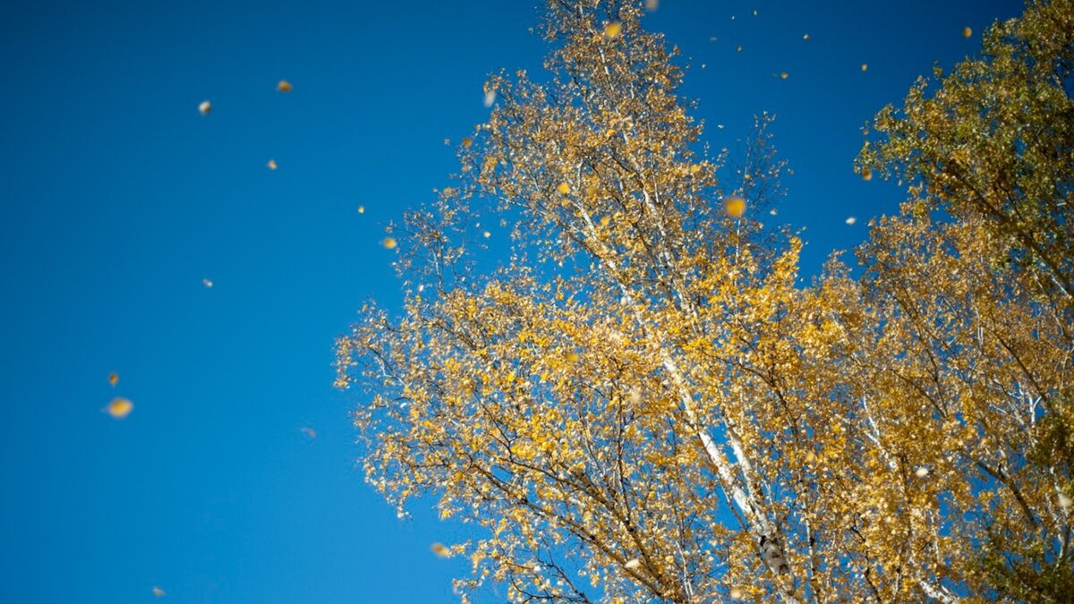     В ближайшие пару недель погода сильно удивит омичей.