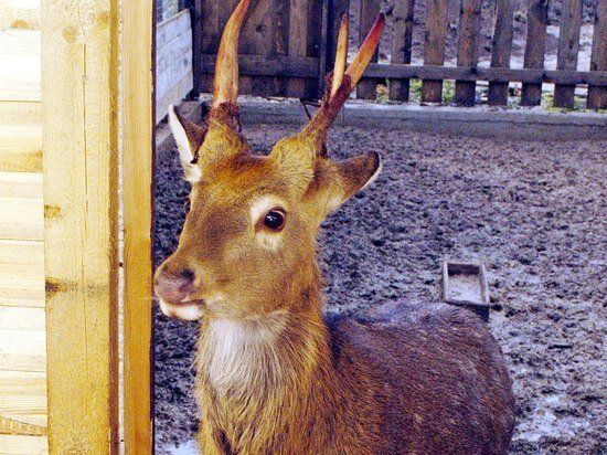   Александр Корнющенко