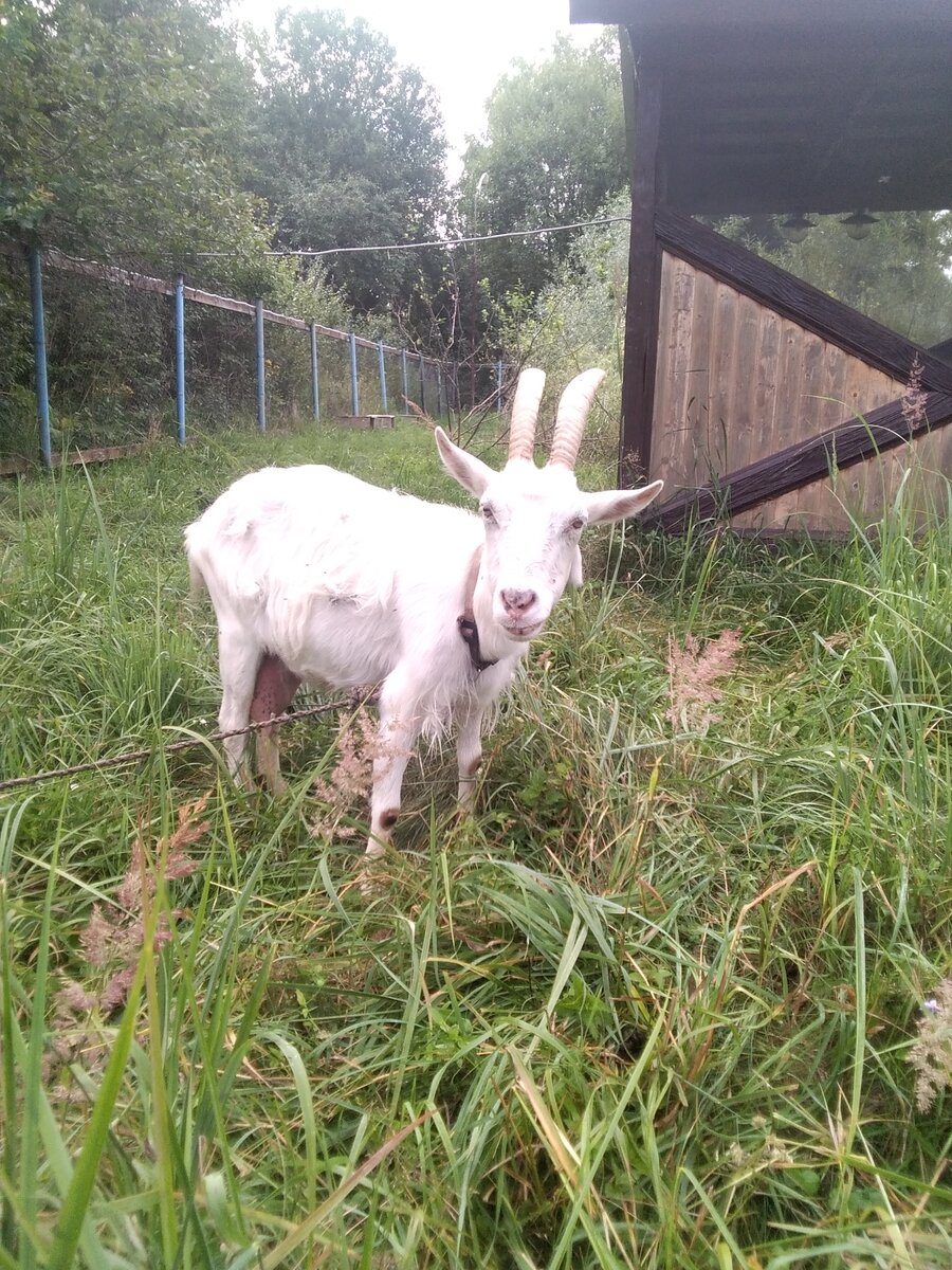 Фото автора. Коза  Белка, не "дотянула" до 11 лет всего 2 месяца. 