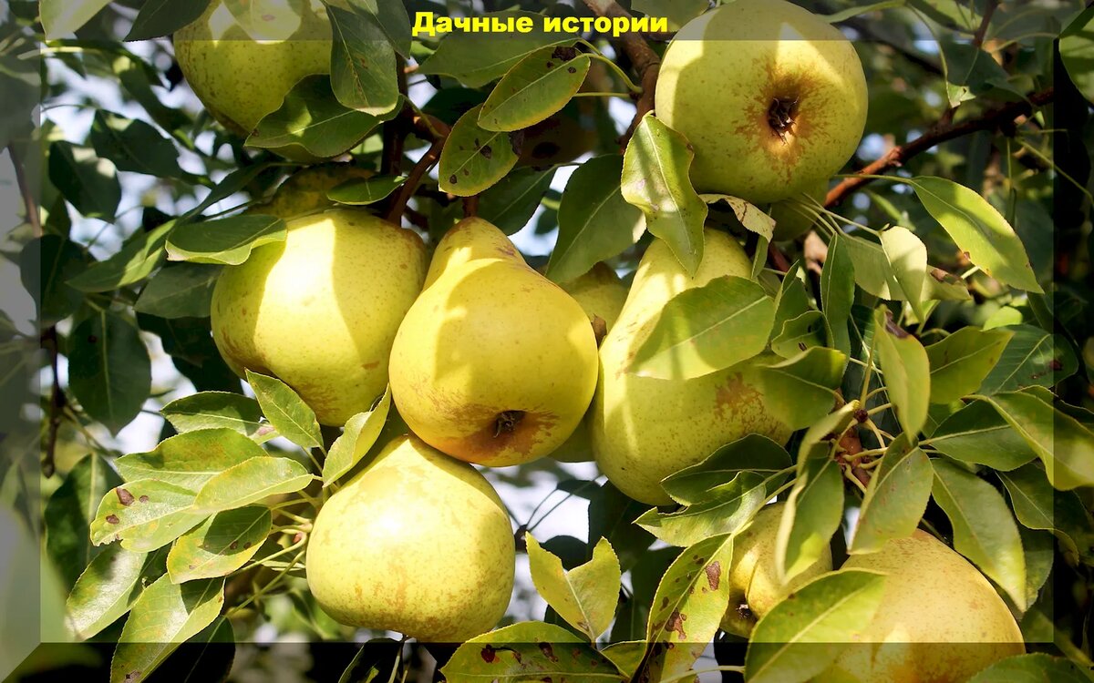 Сладкие желтые груши: обзор сортов с маслянистыми и другими сладкими плодами