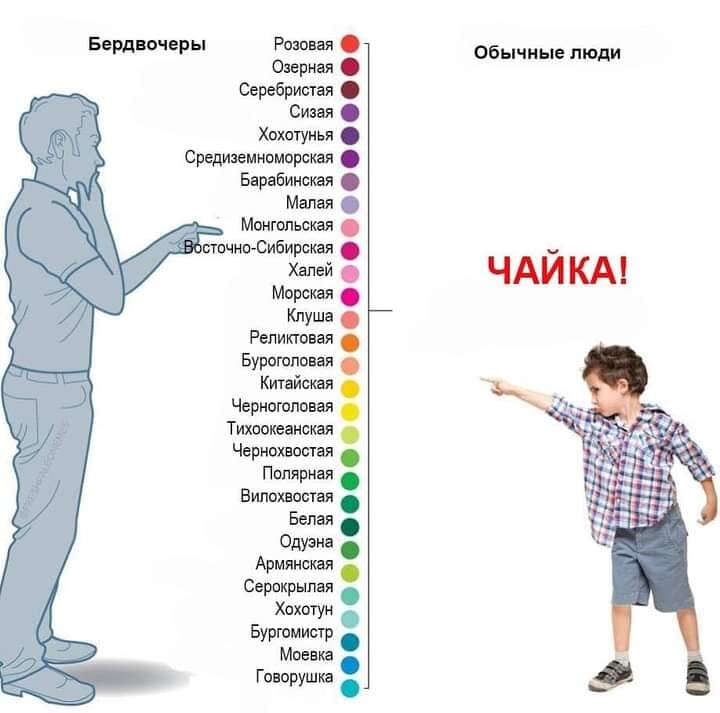 Забавная картинка о заморочках с определением чаек