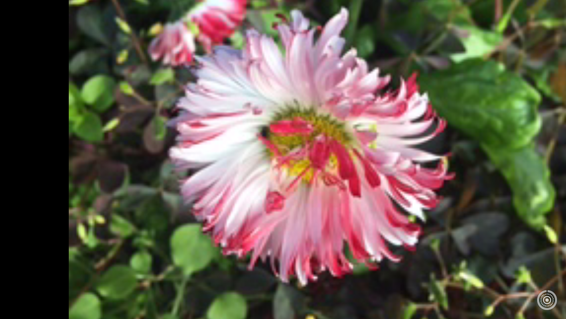 Маргаритки