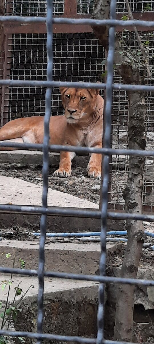 Ялтинский зоопарк, июль 2022г.