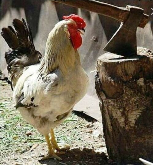 Картинка из открытых источников интернета