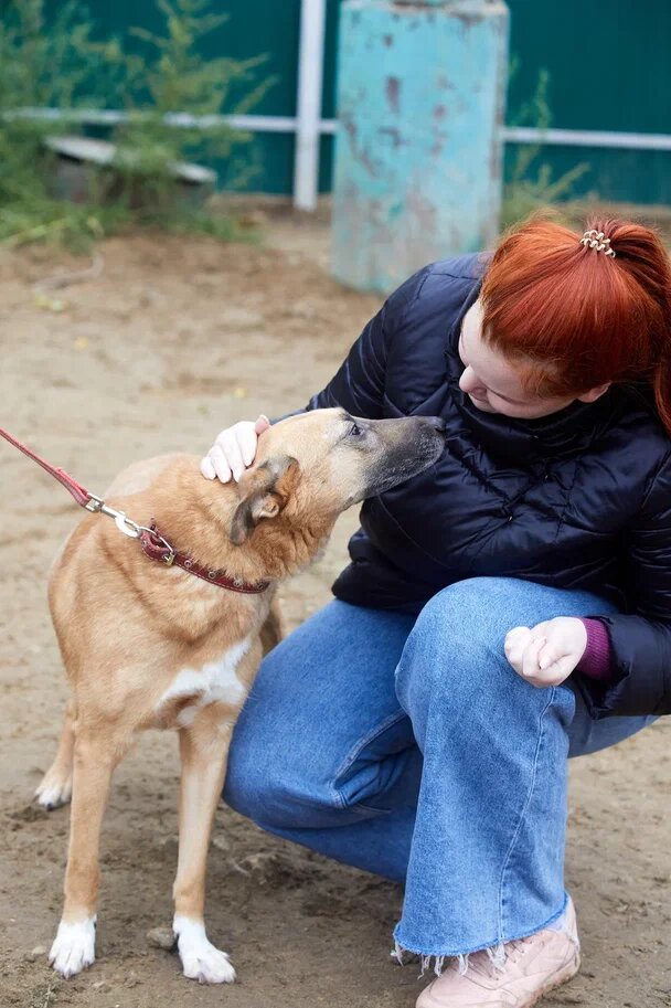 Познакомьте своего питомца с будущей «няней» заранее. Любимое лакомство и 1-2 тренировочные прогулки позволят наладить контакт между животным и временным хозяином 