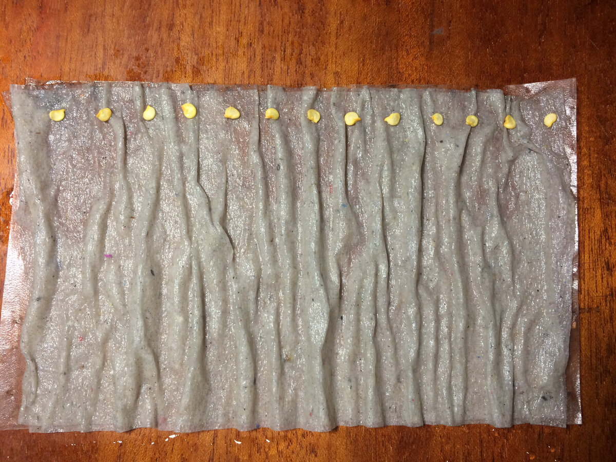 проращиваю жгучий перец Остряк.