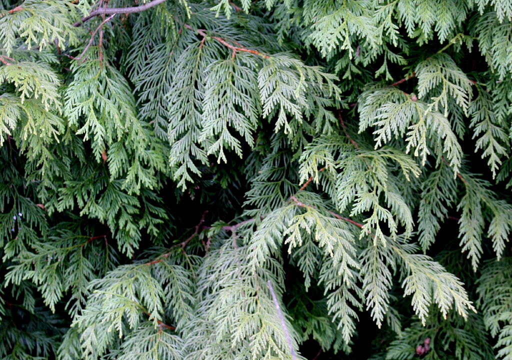 Источник фото: naturgucker.de/Flickr