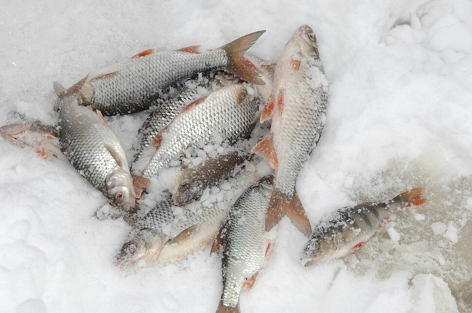 Ловля рыбы в последний месяц зимы