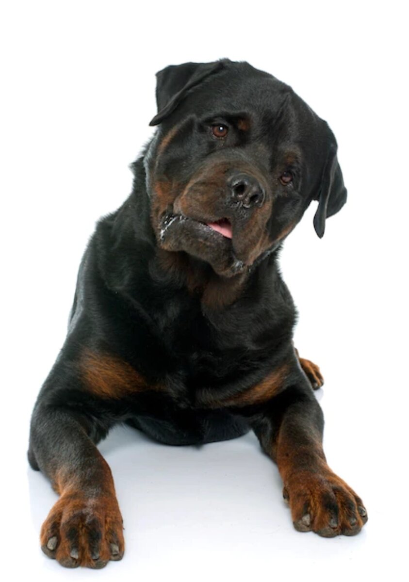 Фото взято из открытых источников Яндекс поиска.